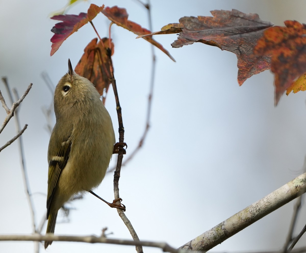 Ruby-crowned Kinglet - Dave Bowman