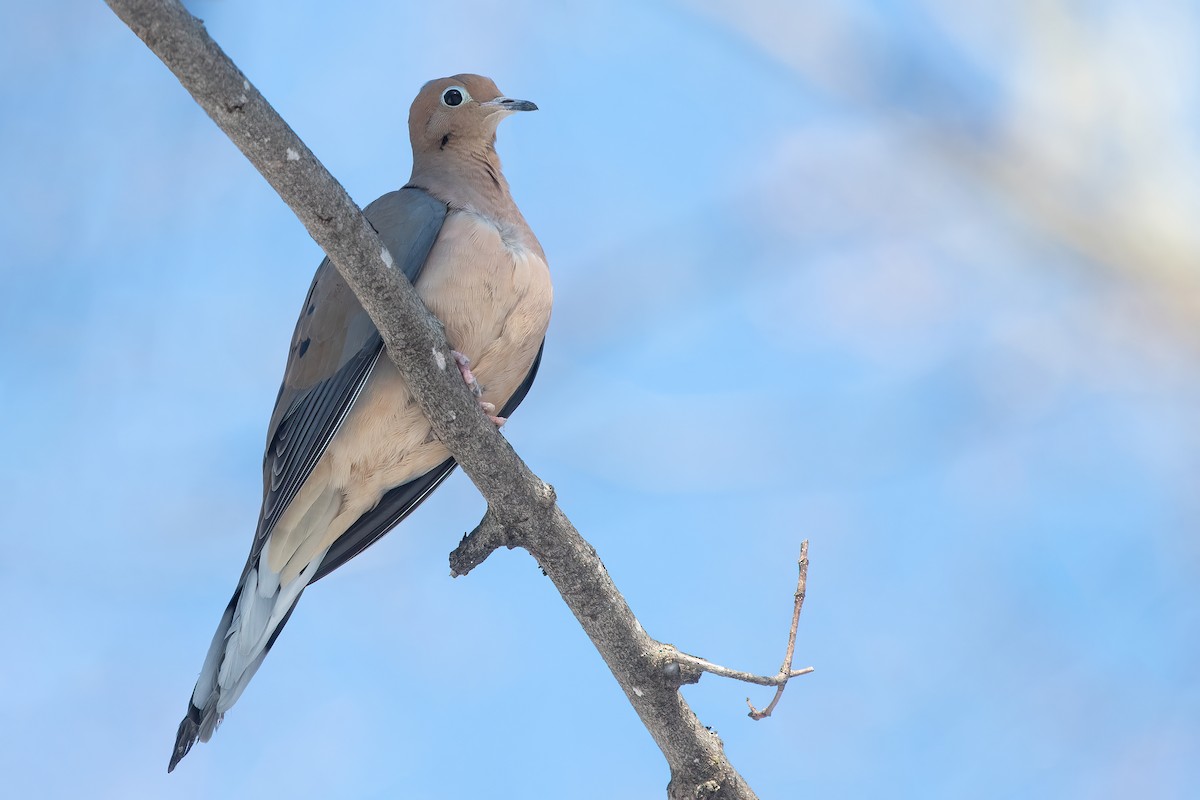 Mourning Dove - ML612010821