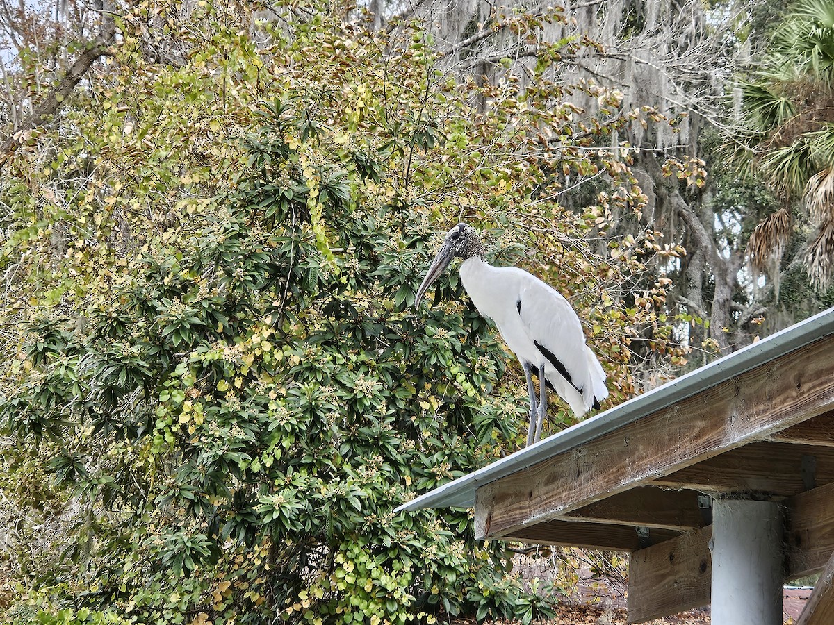 Wood Stork - ML612010828