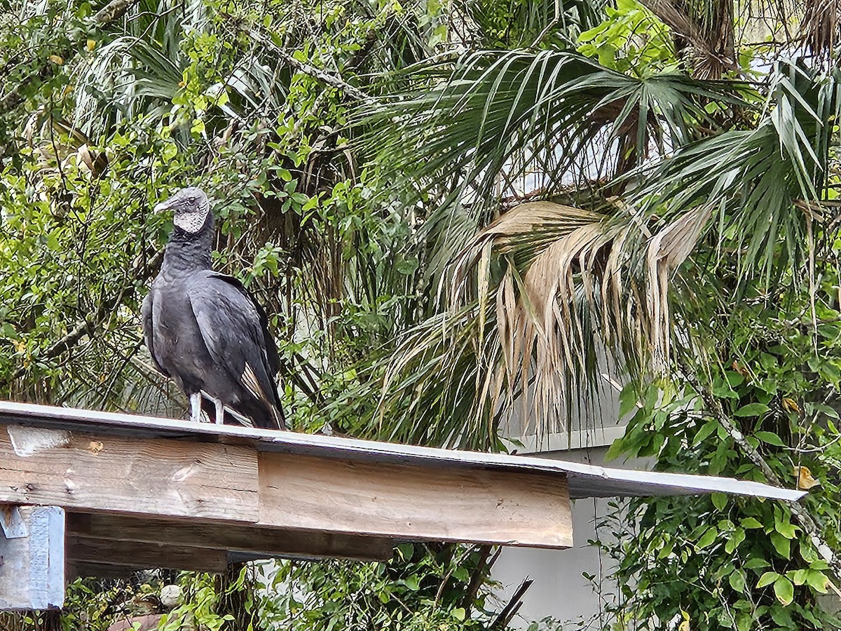 Black Vulture - ML612010875