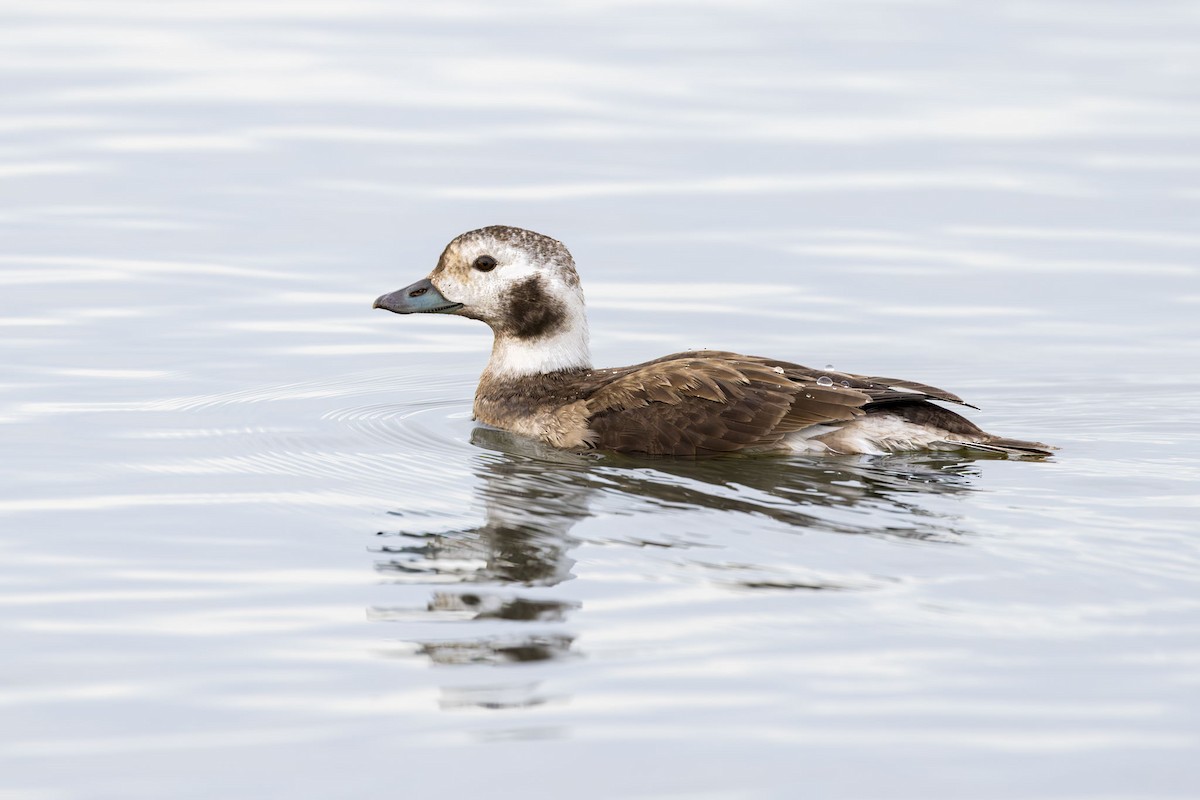 Long-tailed Duck - ML612010941