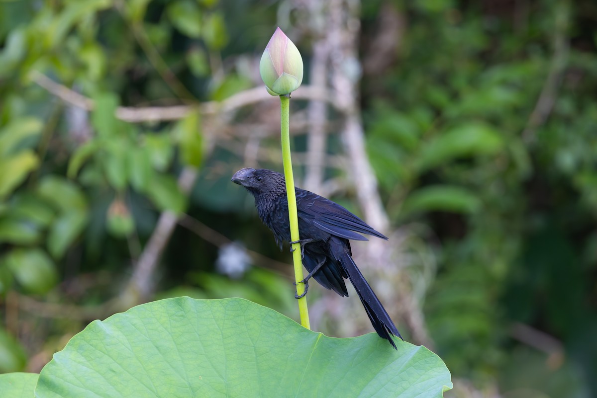 Smooth-billed Ani - ML612010943