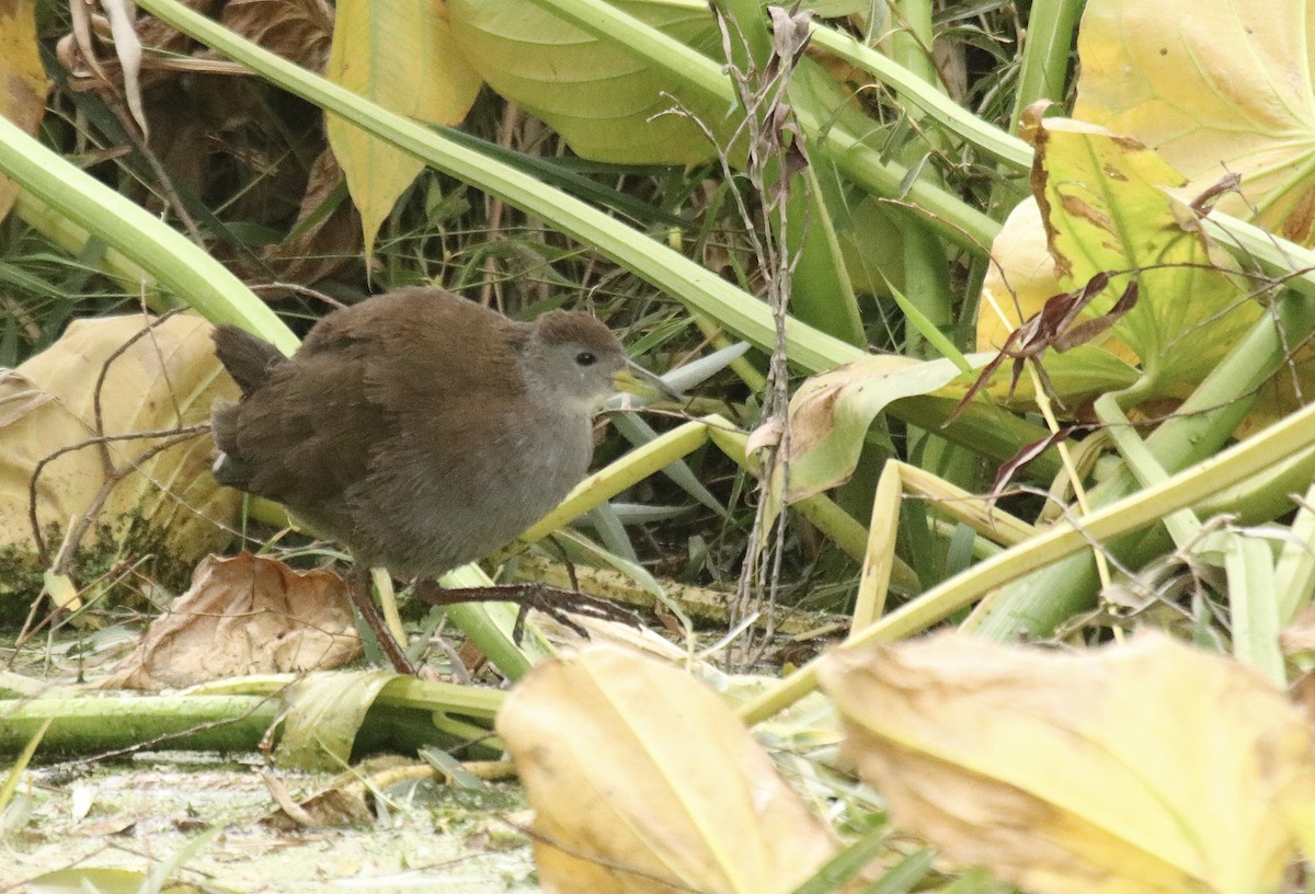 Brown Crake - ML612010984