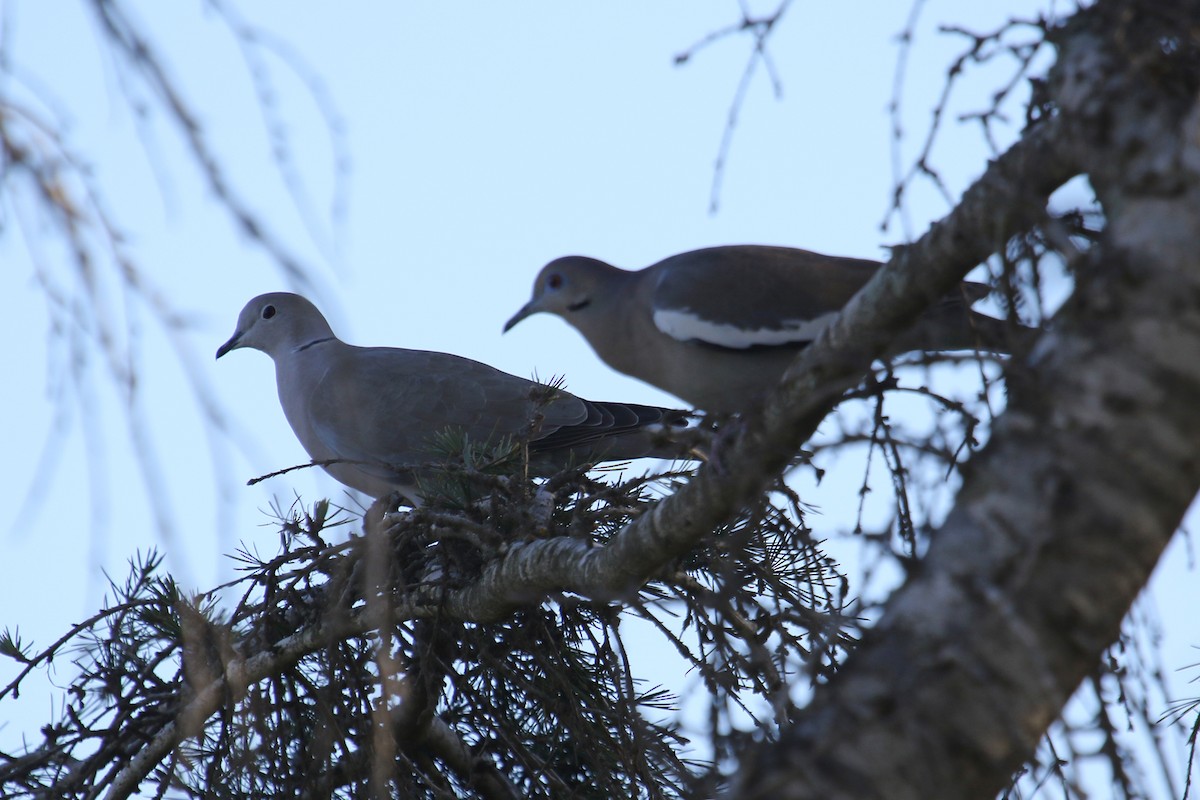 White-winged Dove - ML612011065