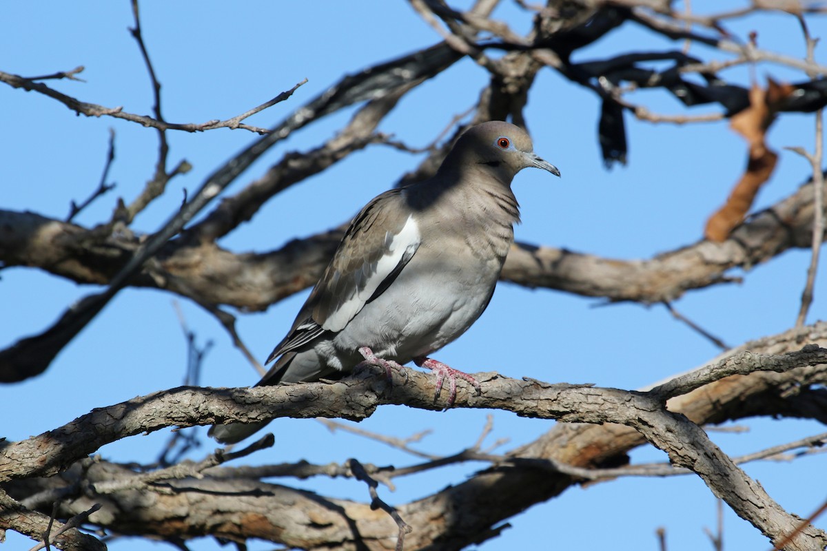 White-winged Dove - ML612011068