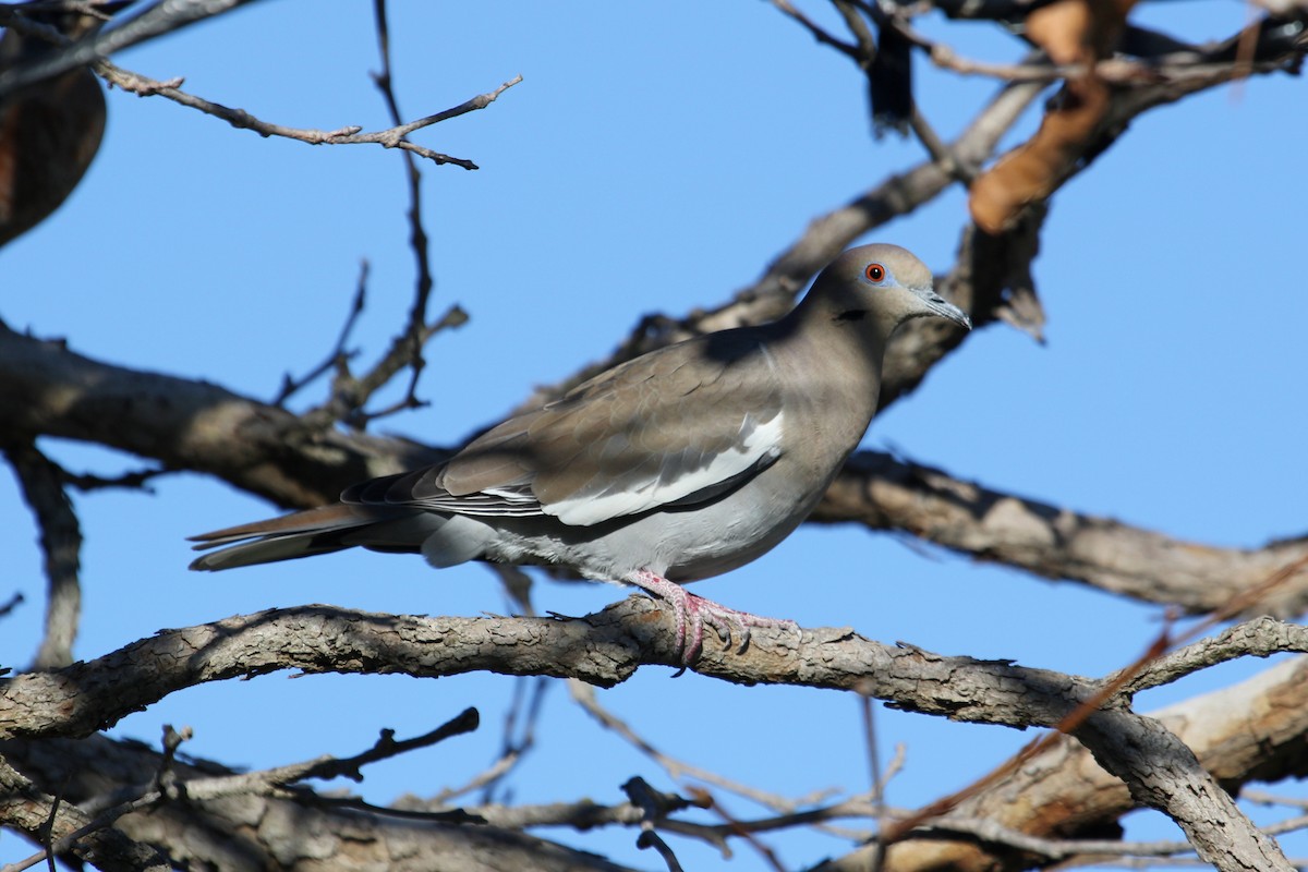 White-winged Dove - Jamie Chavez