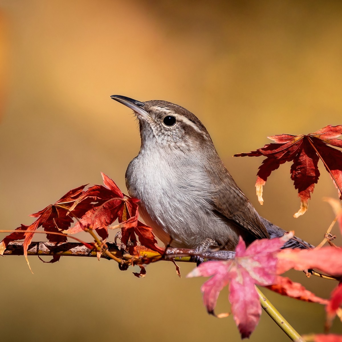 Bewick's Wren - ML612011224