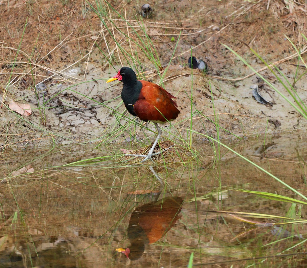 Wattled Jacana - Elby Anderson A Silva