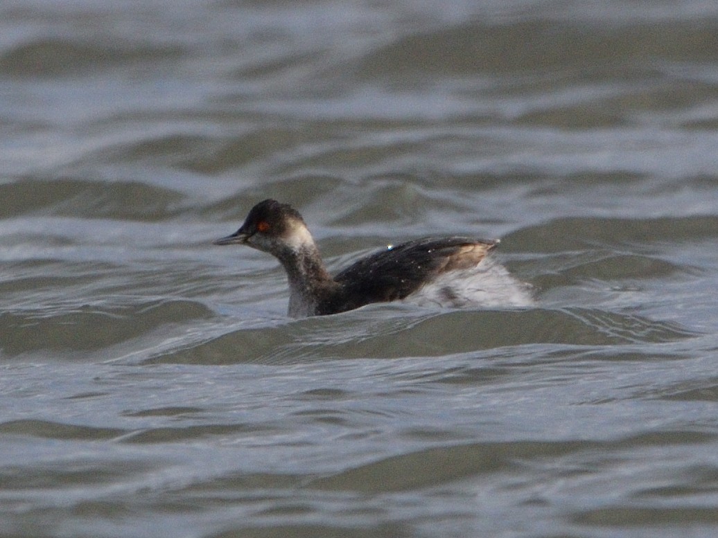 Eared Grebe - Andrés Turrado Ubón