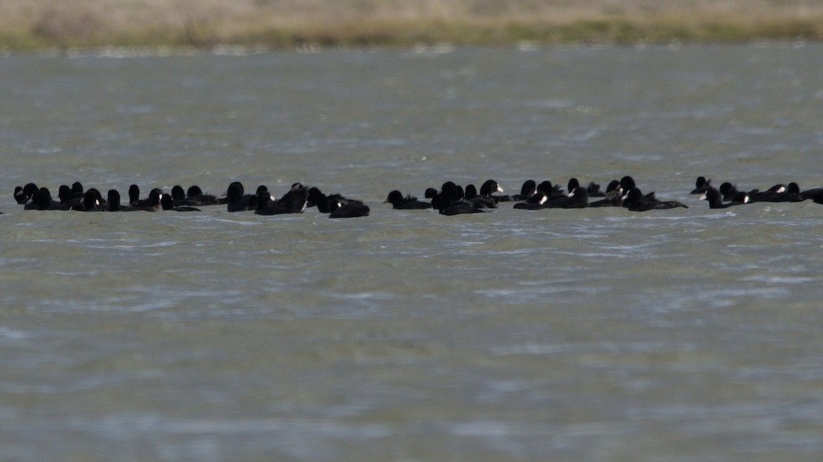 Eurasian Coot - ML612011272