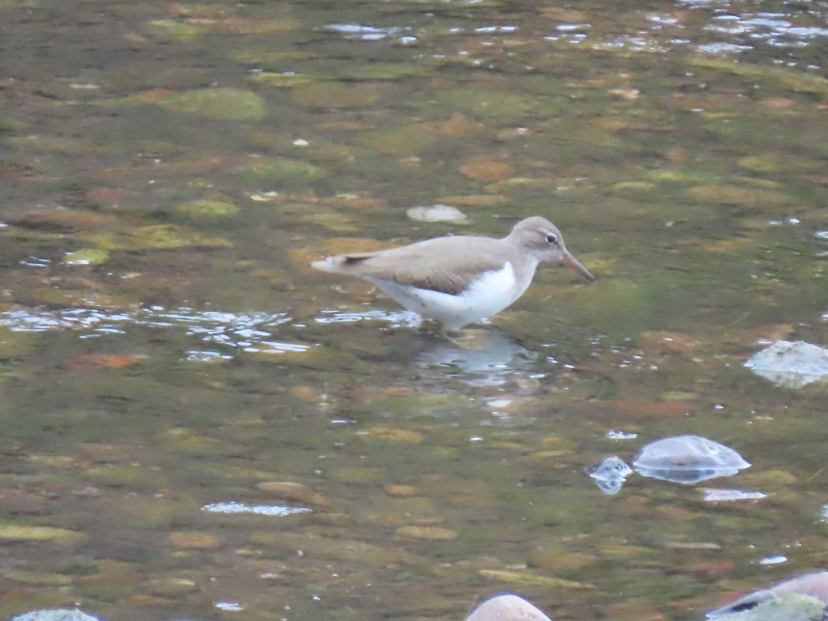 Spotted Sandpiper - ML612011284