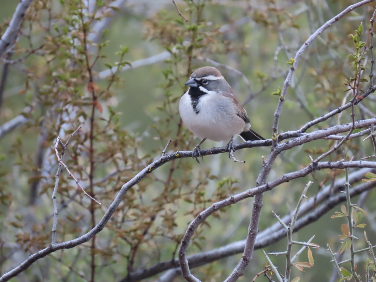 Black-throated Sparrow - Maia Ginsburg