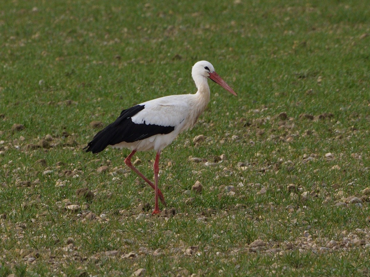 White Stork - ML612011309