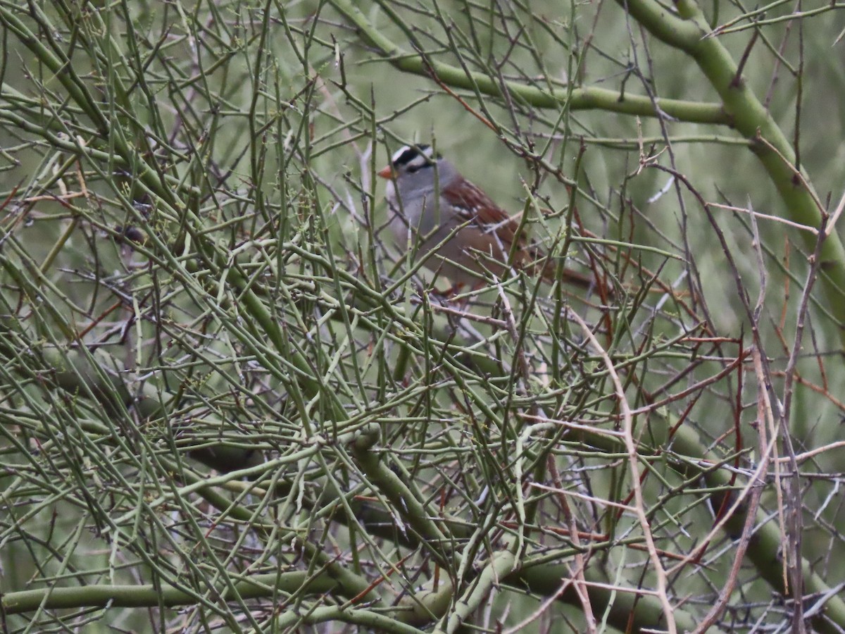 White-crowned Sparrow - ML612011313