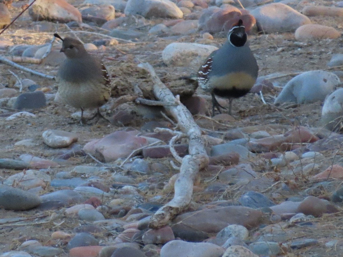 Gambel's Quail - Anne (Webster) Leight