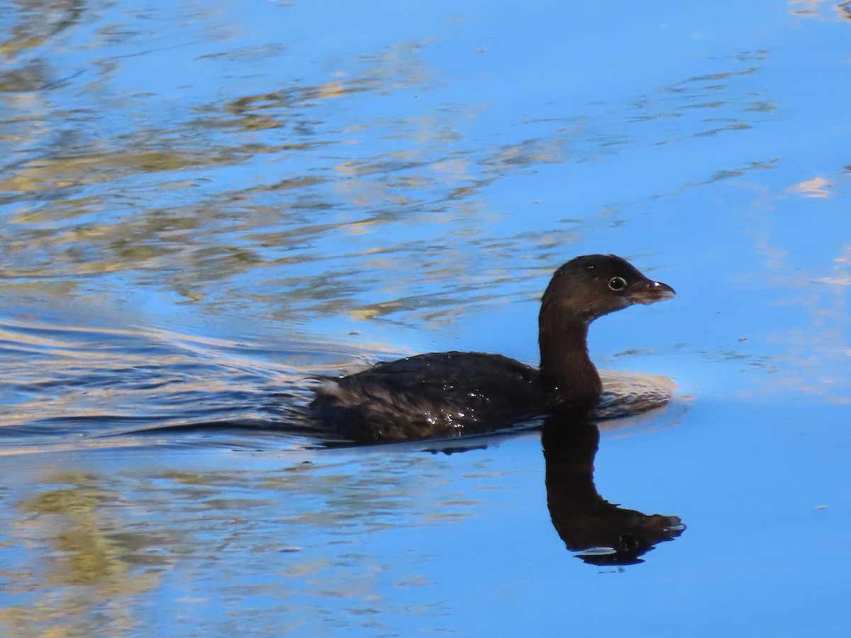 Pied-billed Grebe - ML612011329