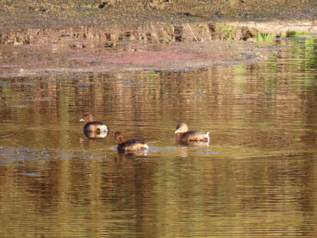 Pied-billed Grebe - ML612011330