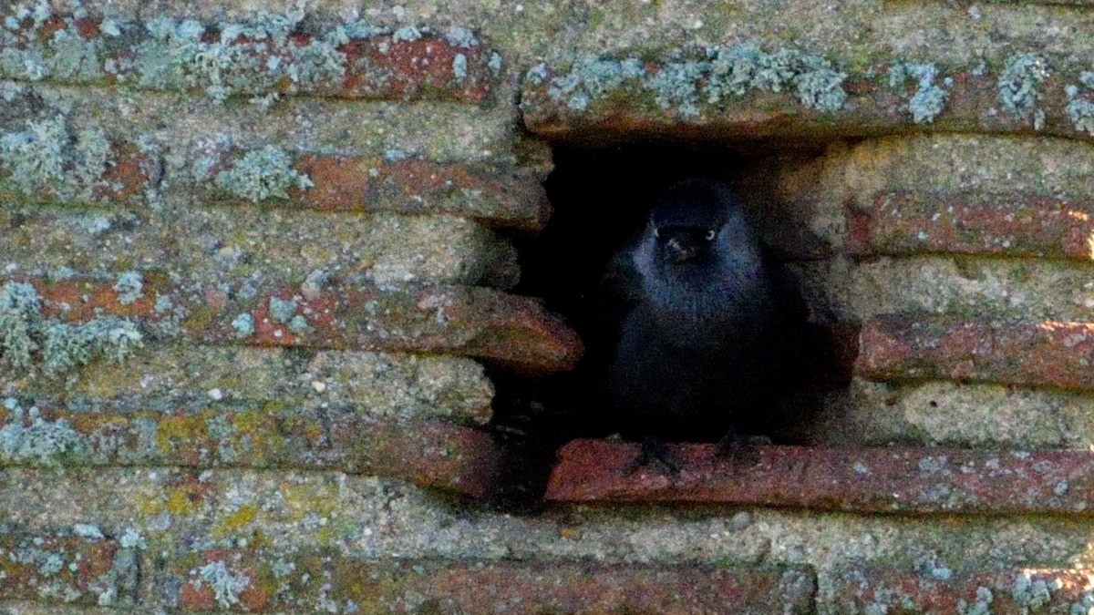 Eurasian Jackdaw - ML612011355