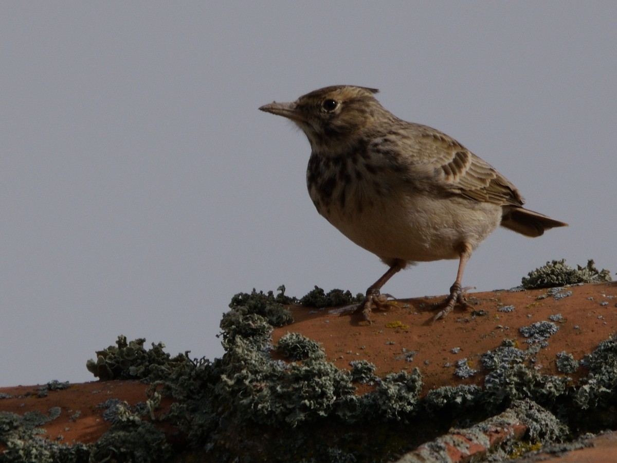 Crested Lark - ML612011364