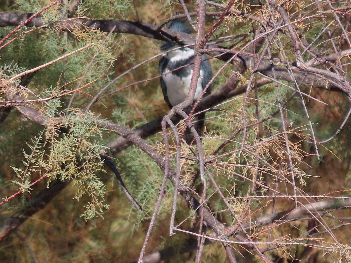 Belted Kingfisher - Anne (Webster) Leight