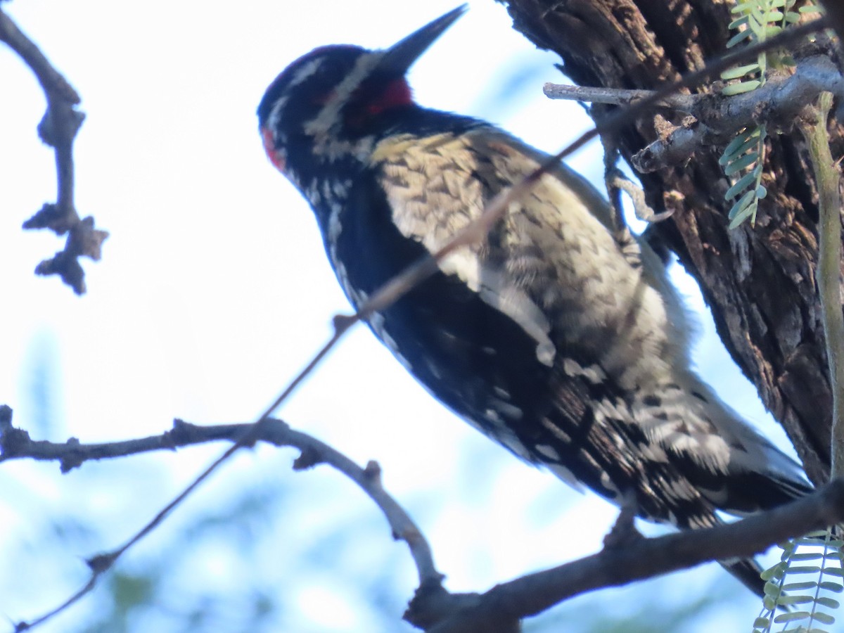 Red-naped Sapsucker - Anne (Webster) Leight