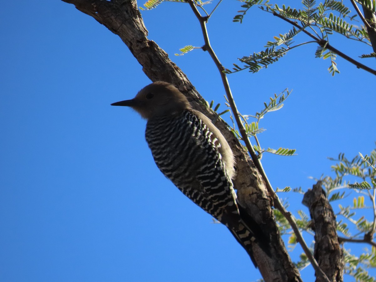 Gila Woodpecker - ML612011406