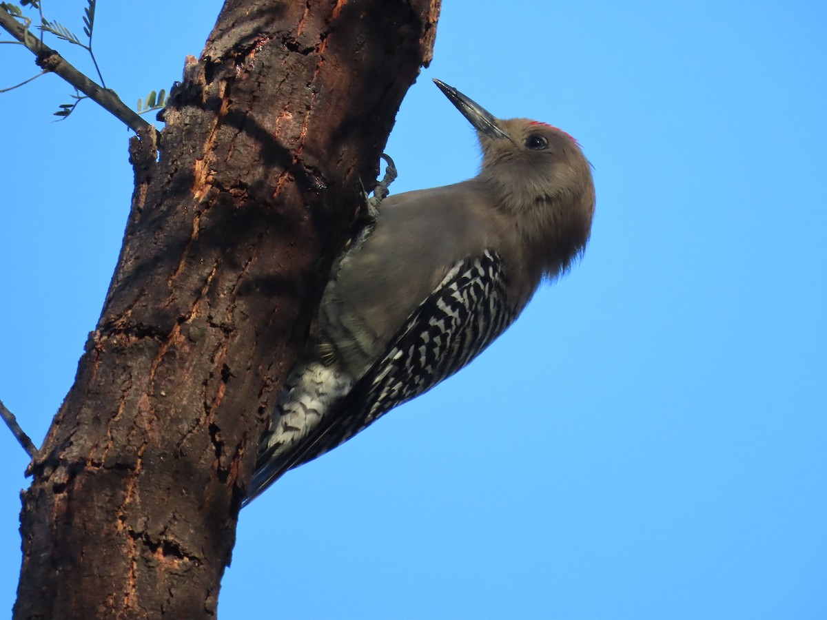 Gila Woodpecker - ML612011407