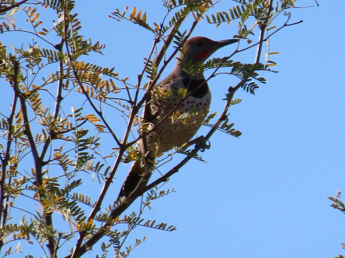 Northern Flicker - ML612011426