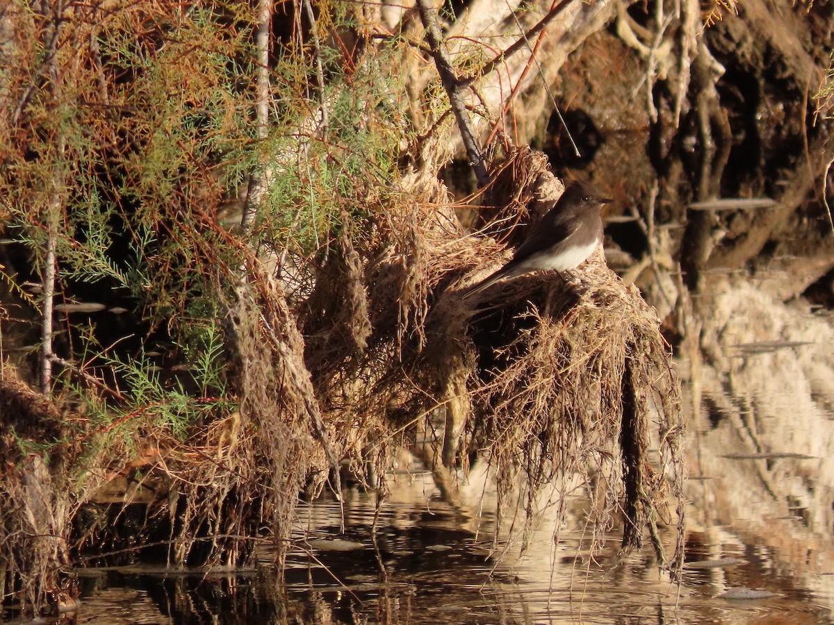 Black Phoebe - ML612011437