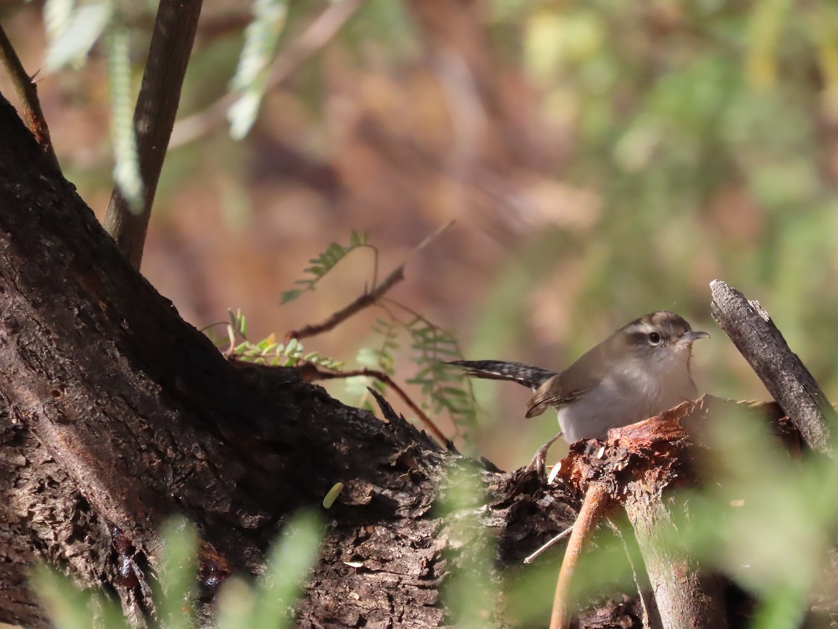 Bewick's Wren - Anne (Webster) Leight