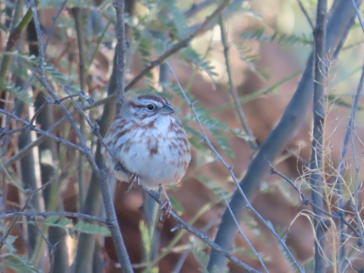 Song Sparrow - Anne (Webster) Leight