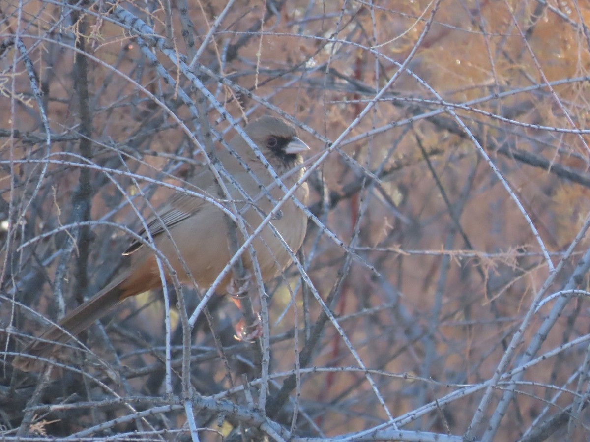 Abert's Towhee - ML612011521