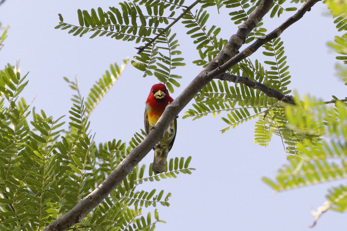 Scarlet-hooded Barbet - ML612011565