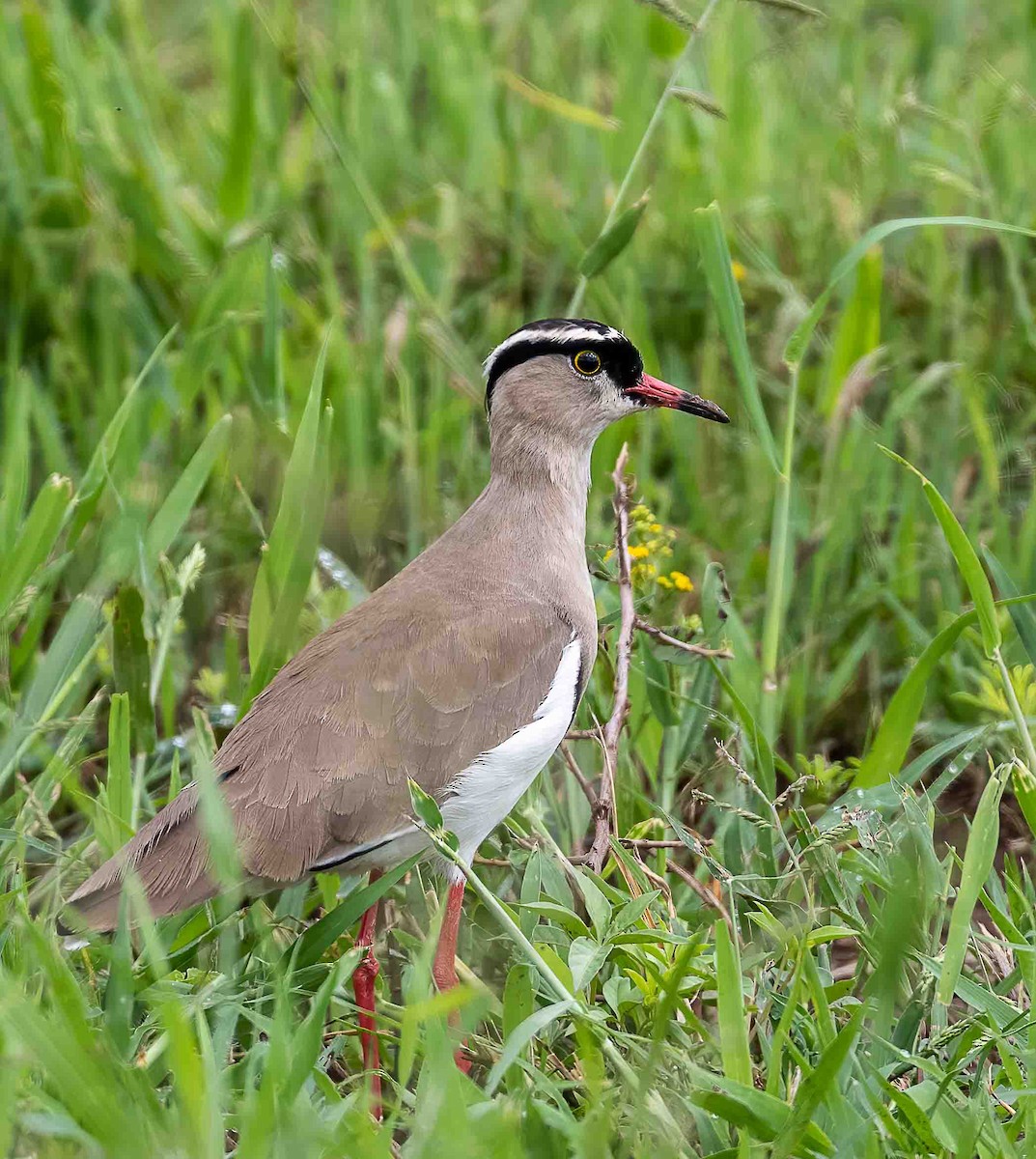 Crowned Lapwing - ML612011574