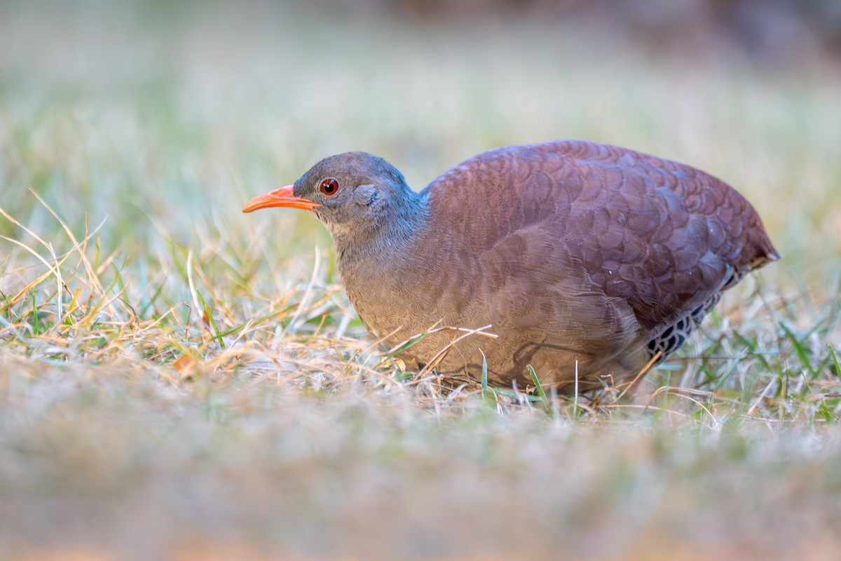 Tataupa Tinamou - ML612011621