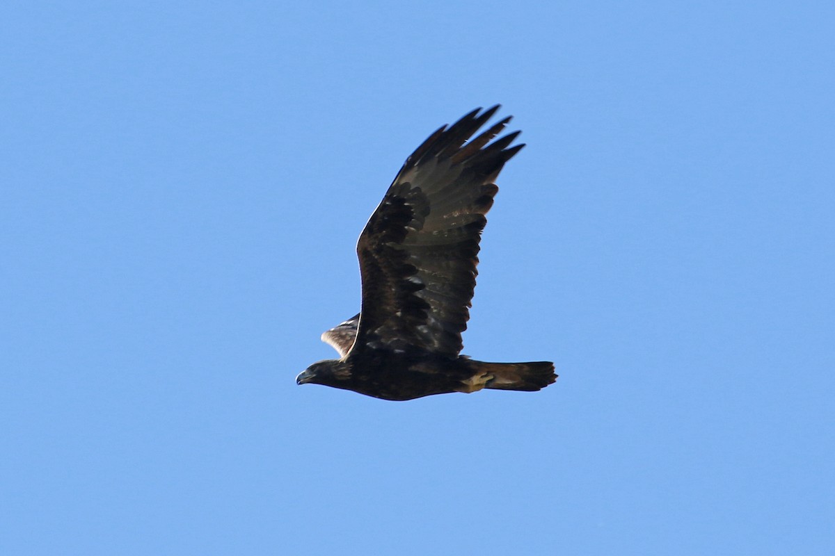 Golden Eagle - ML612011639