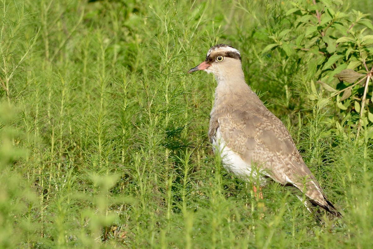 Crowned Lapwing - ML612011665