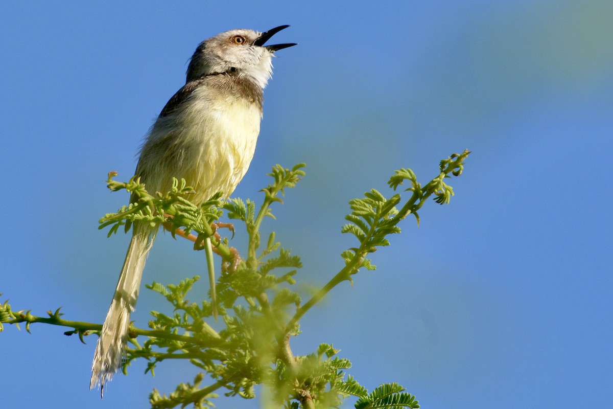 Black-chested Prinia - ML612011679