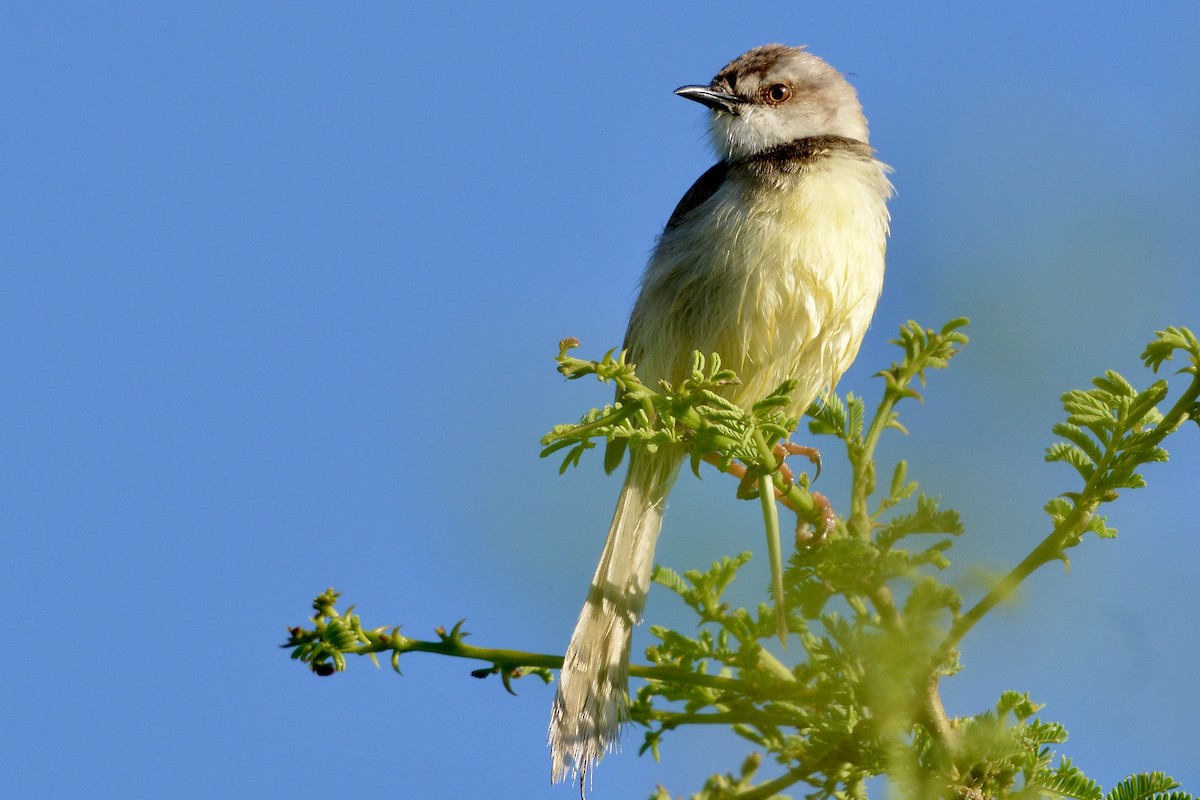 Black-chested Prinia - ML612011680