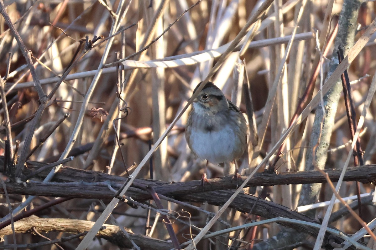 Swamp Sparrow - ML612011697