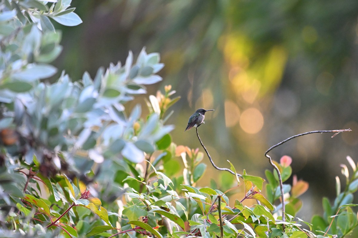 Ruby-throated Hummingbird - lars jones