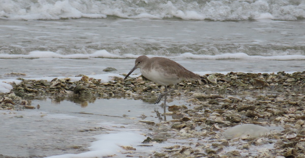 Willet - ML612011828