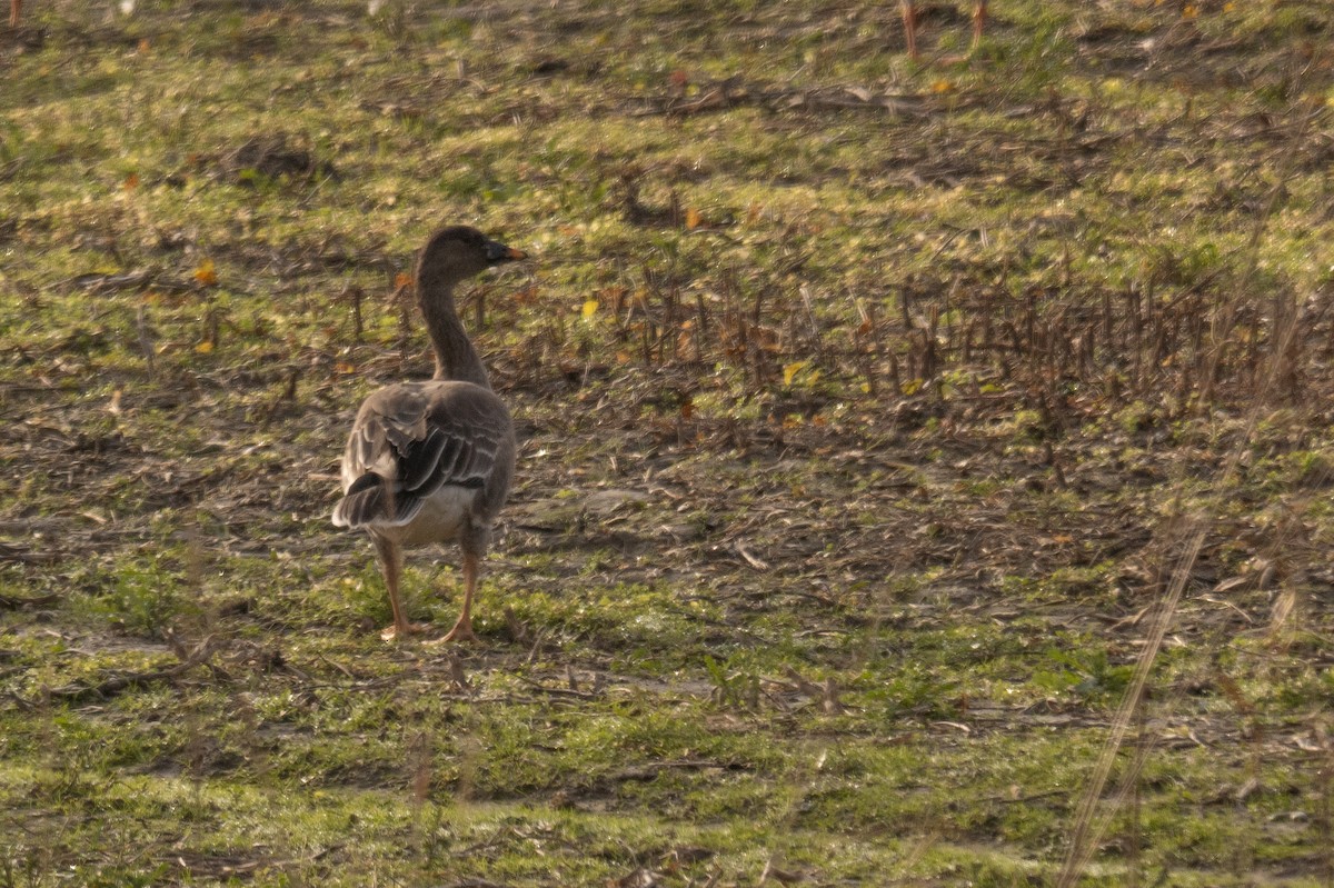 Tundra Bean-Goose - ML612011988