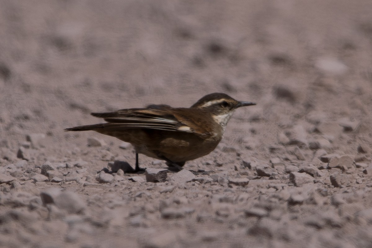 White-winged Cinclodes - ML612012009