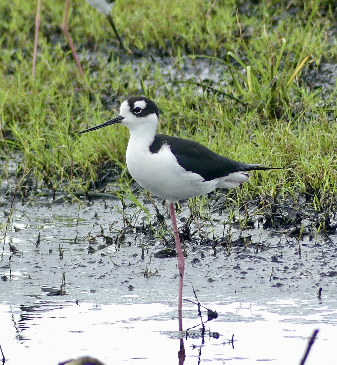 Black-necked Stilt - ML612012056