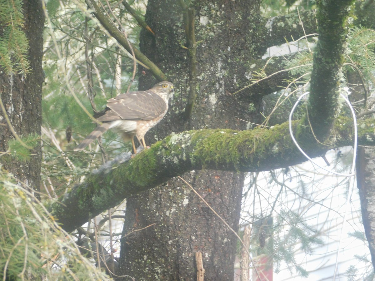 Sharp-shinned Hawk - Charles Fredsall