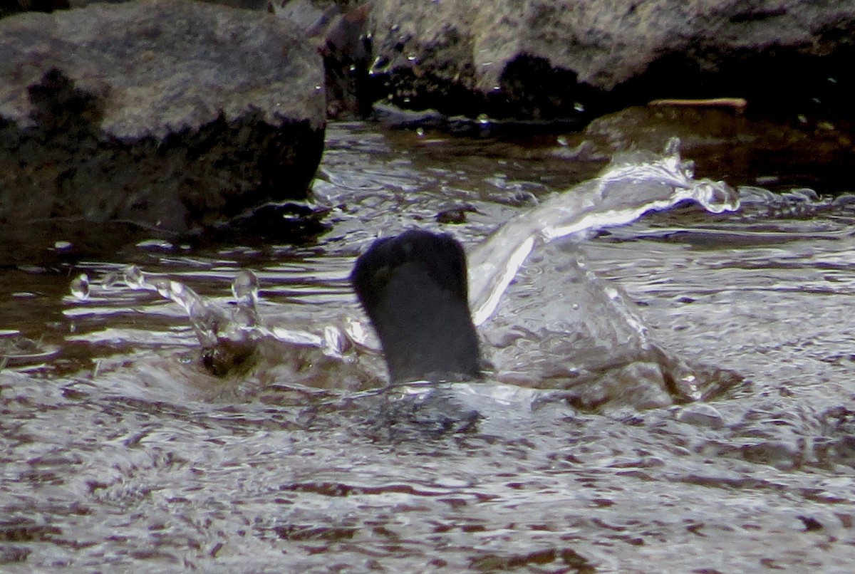 American Dipper - ML612012067