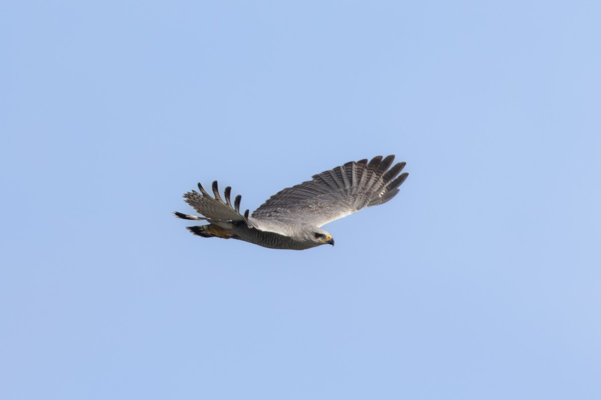 Gray-lined Hawk - ML612012070