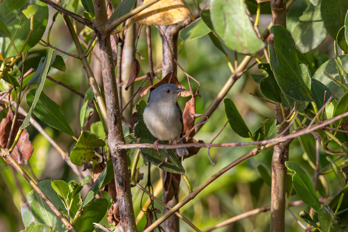 Bicolored Conebill - ML612012073