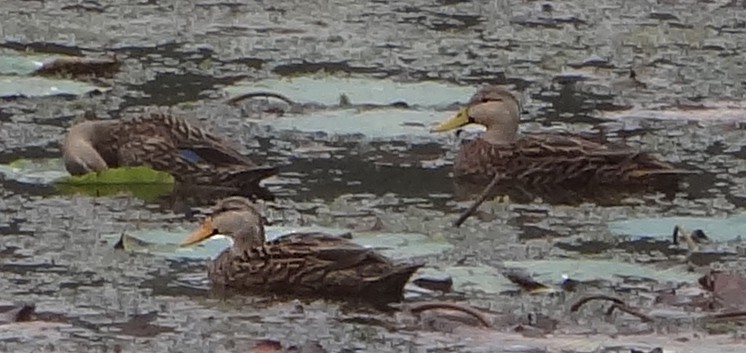 Mottled Duck - ML612012139